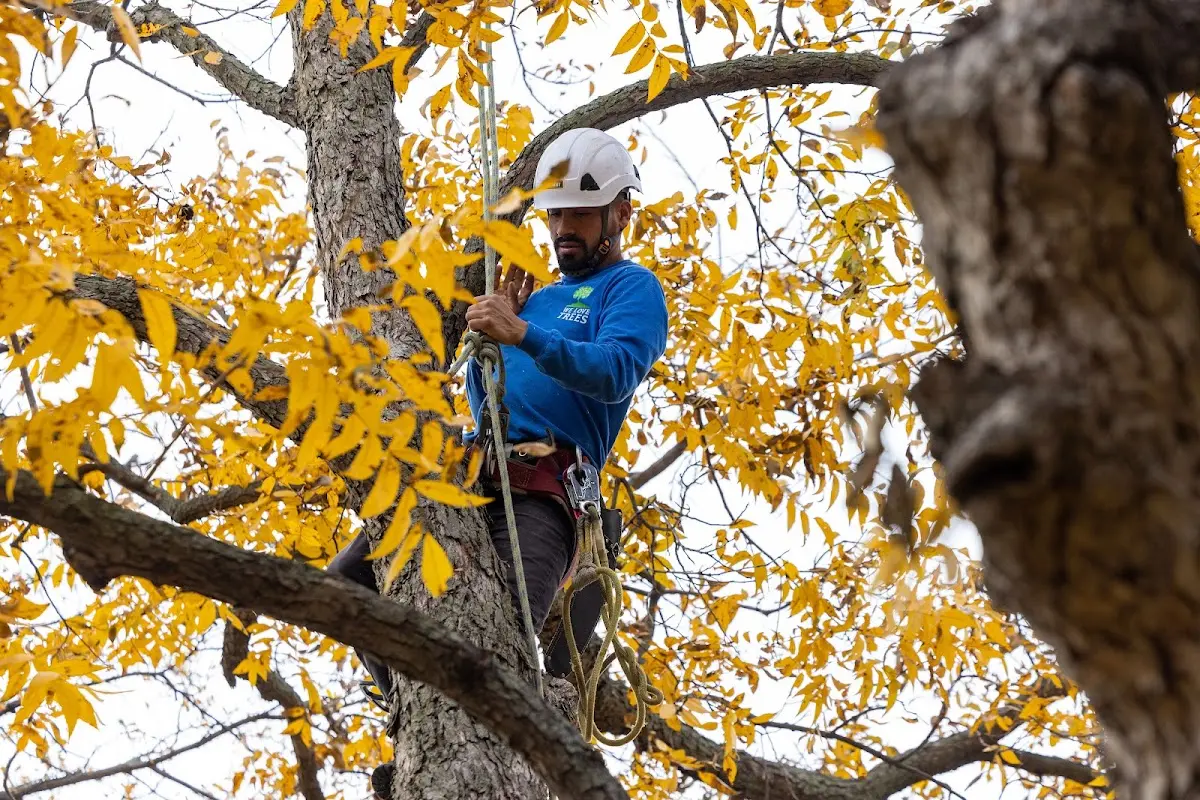 Skilled Tree Pruning crew working in Gaffney