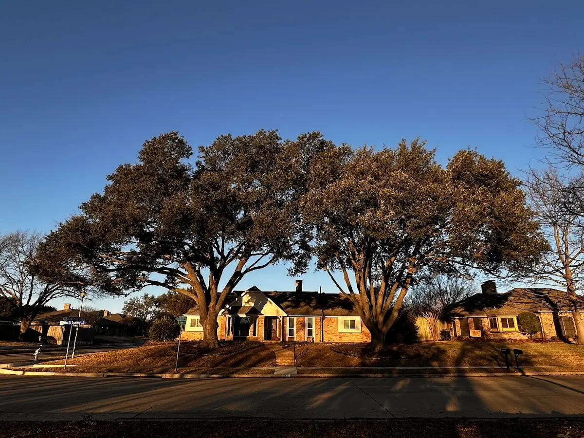 Established residential canopy tree shading a home in Gaffney